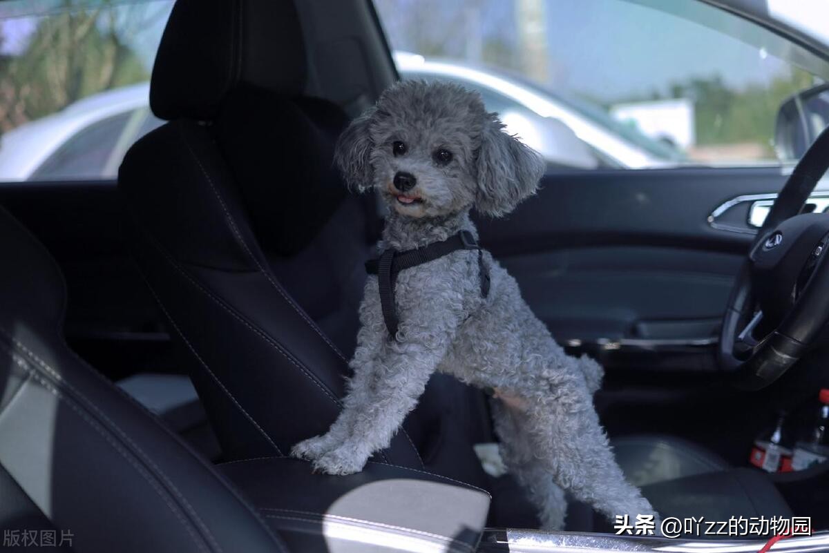 养狗夏天怎么省钱给狗降温,室外养狗如何避免狗中暑