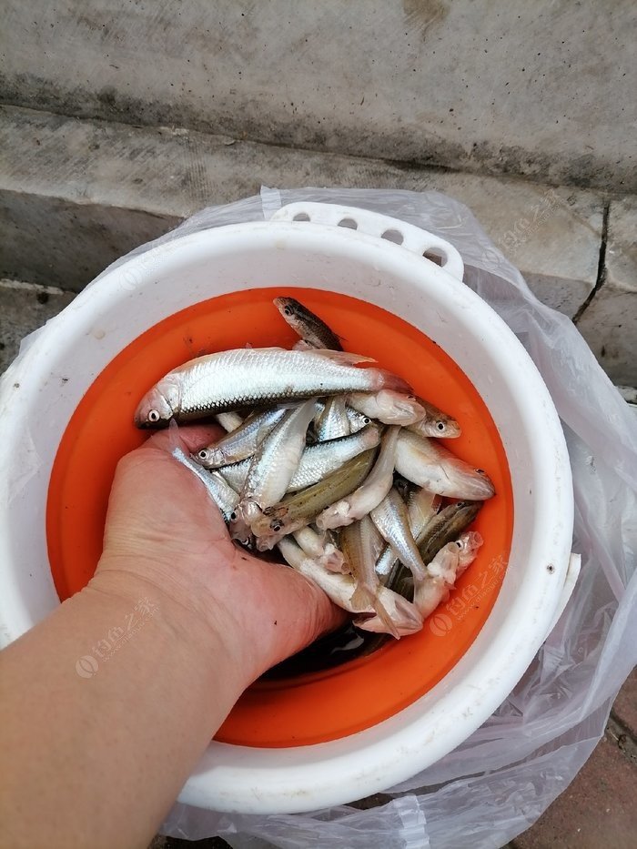 掌握这四大钓鱼技巧你也是高手,掌握这几点小窍门