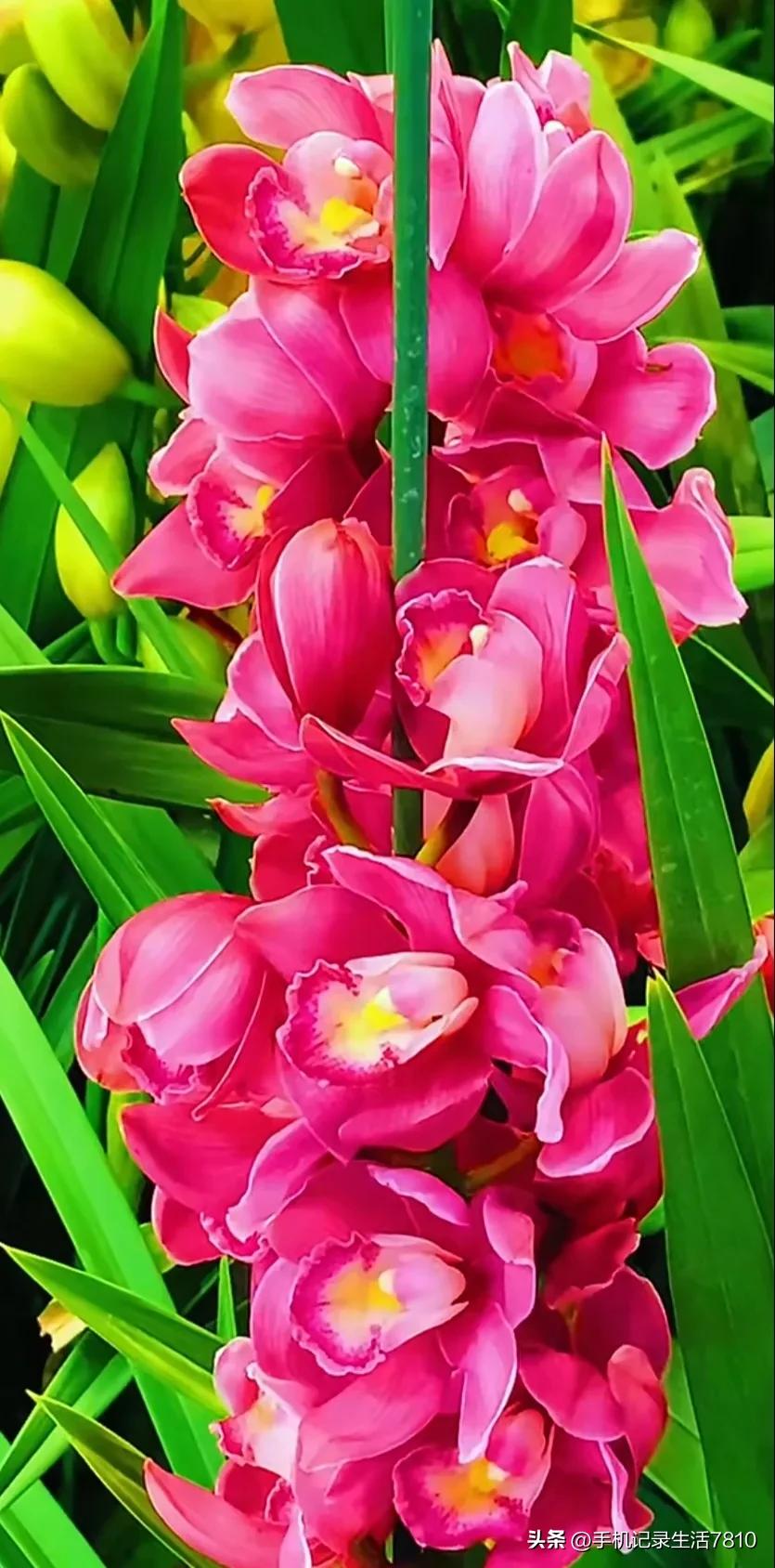 蕙兰花图片欣赏,叶子宽的黄花大蕙兰图片