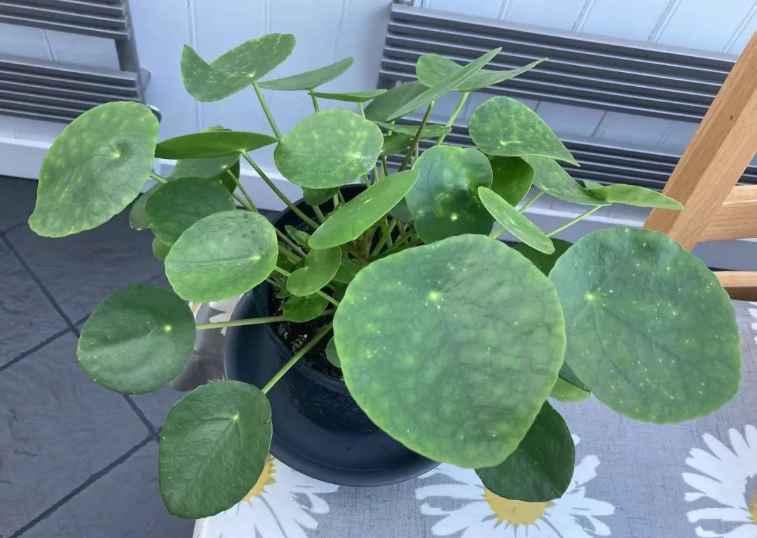 适合家中养的绿植大盆栽耐干旱,最好养的客厅绿植大盆栽