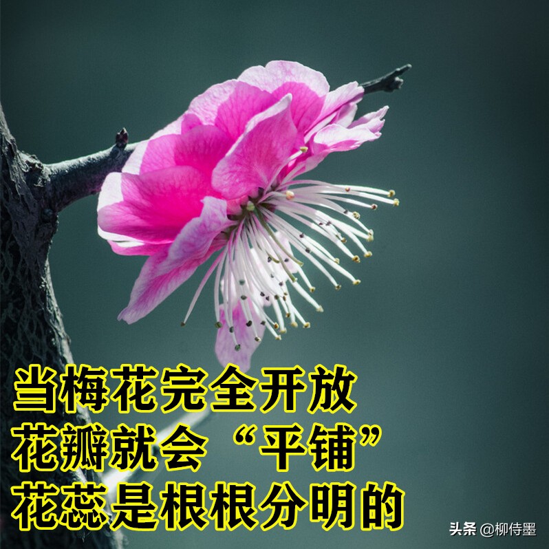 拍摄梅花多重曝光的技巧,拍摄梅花用什么镜头最好