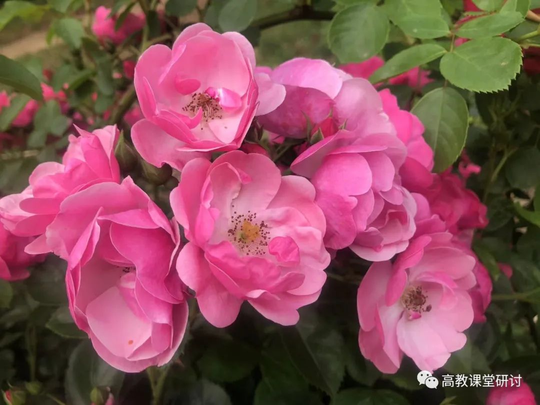 肖美霖：研究生“佛系”态度的积极意义