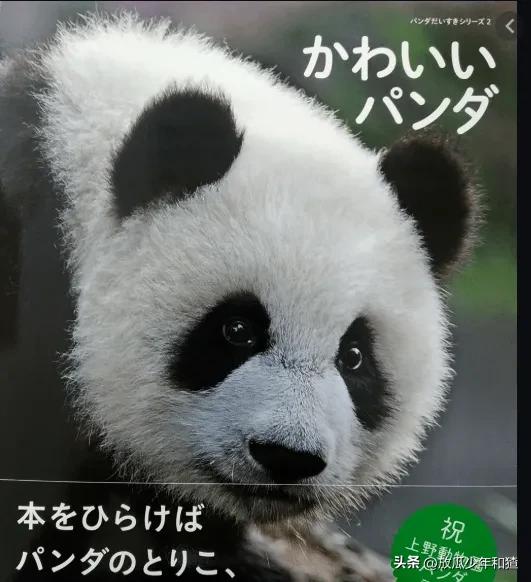 出租大熊猫,陕西大熊猫为啥不出租