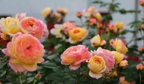 多菌灵养花如何使用视频,多菌灵怎么用到花的根上视频