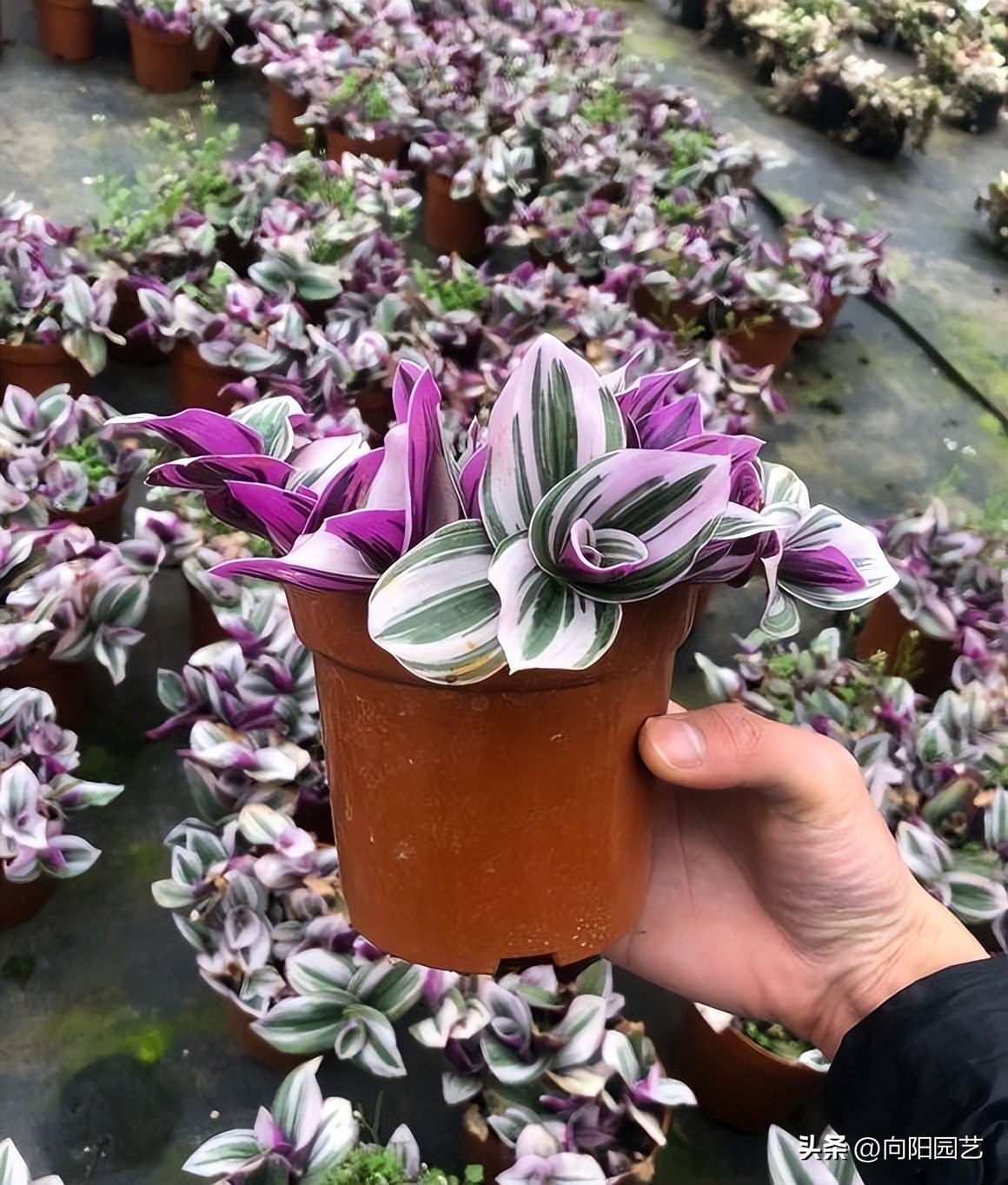 婚礼吊兰和油画吊兰哪个好看,一盆油画吊兰多少钱