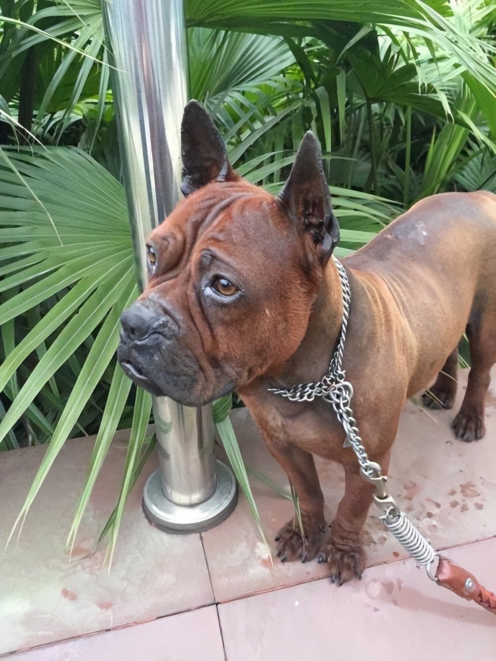 川东猎犬和广西猎犬哪个更厉害,川东猎犬和虎斑犬混血的猎犬