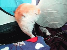 什么土狗看家又护主最好,最适合穷人养看家护院的5种狗