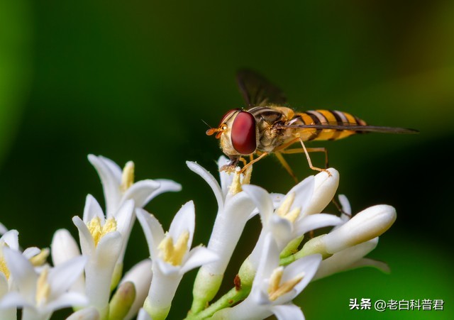 九种有趣的食肉植物,世界十大食肉植物排名