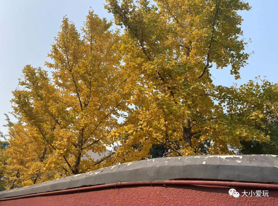 银杏最美的地方,金秋十月最美的银杏