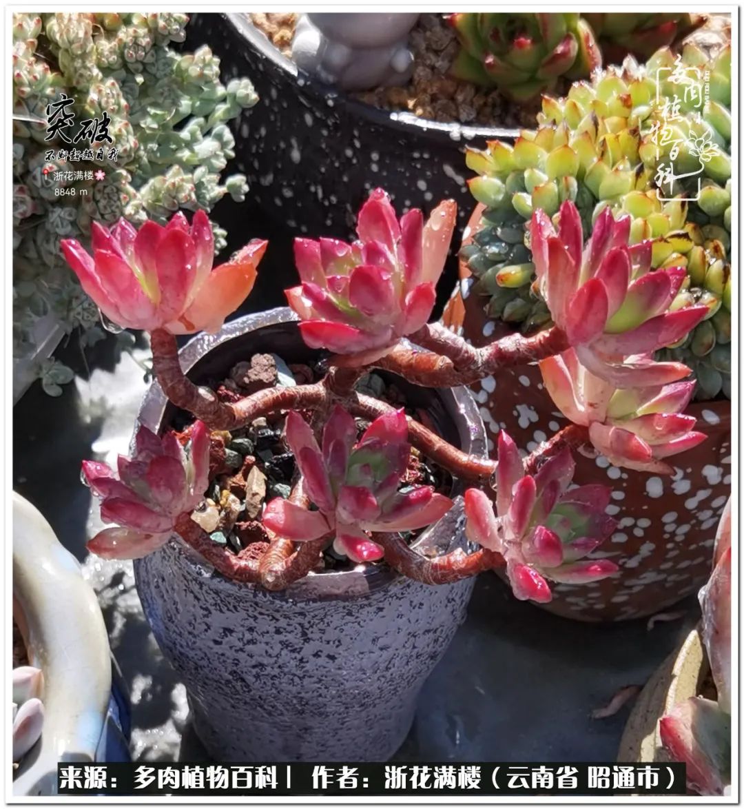 奔跑吧跑步,奔跑吧多肉盆栽