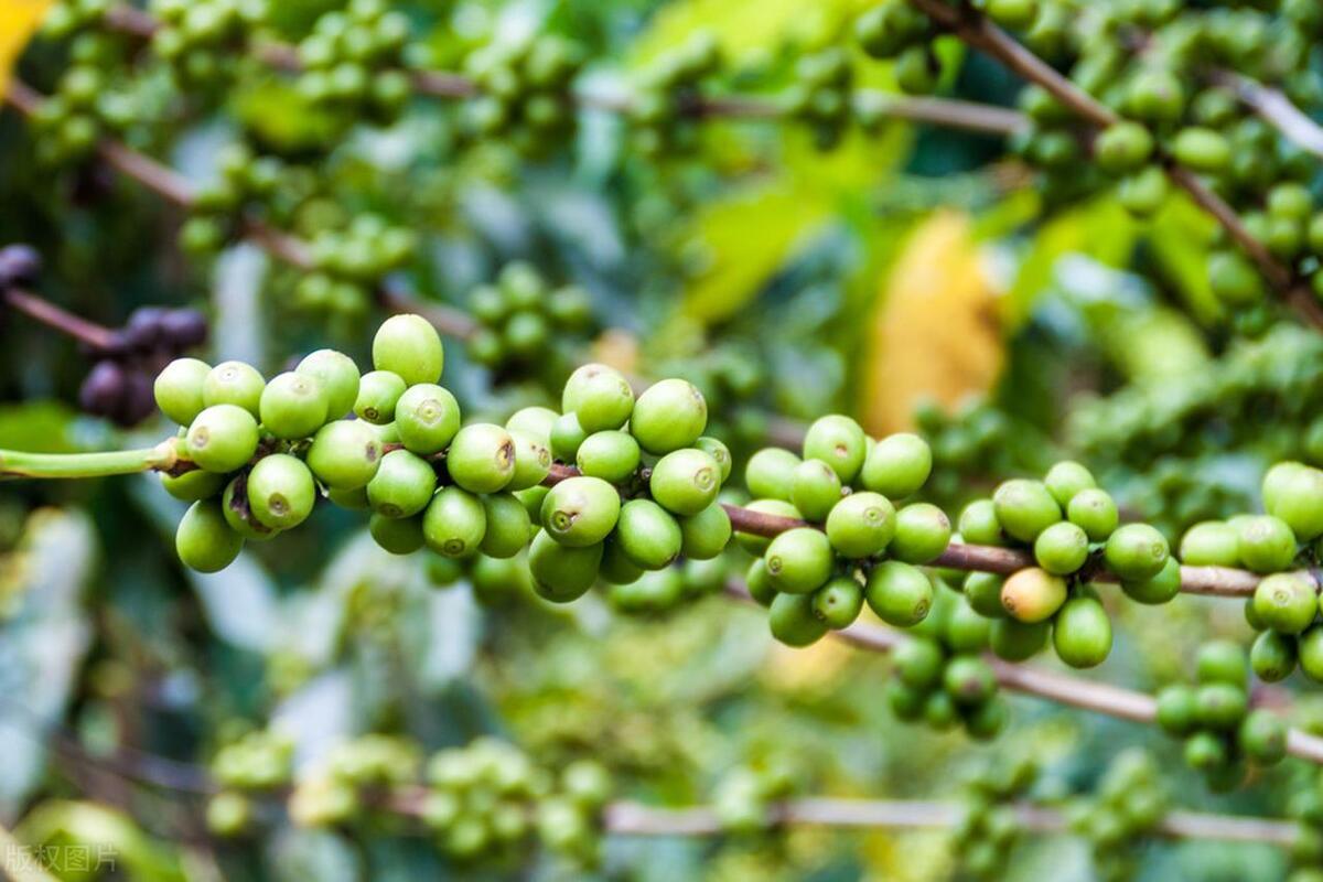 最出名的猫屎咖啡,什么猫屎咖啡最好