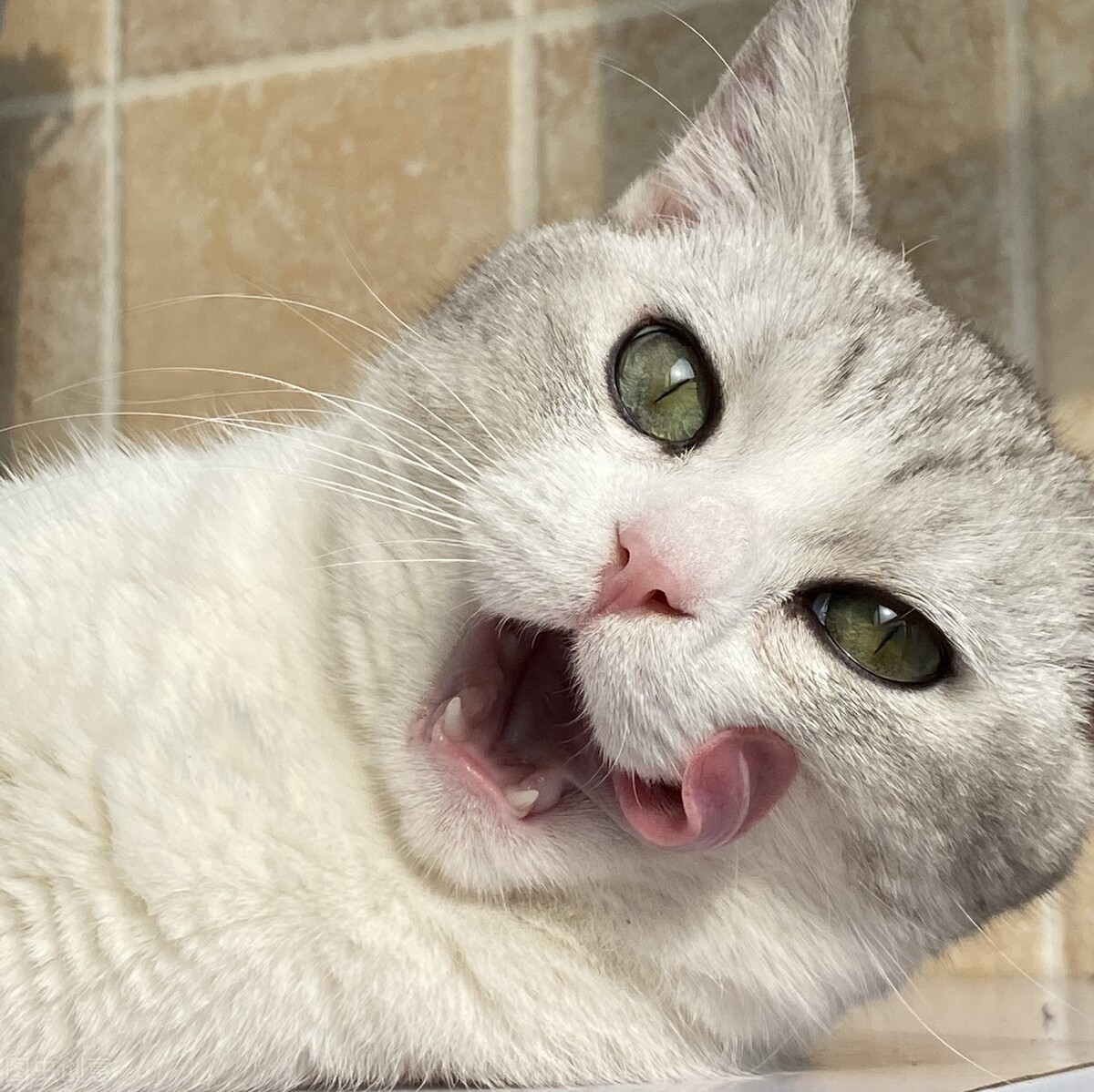 猫狗呼吸道怎么治疗,猫咽炎用药