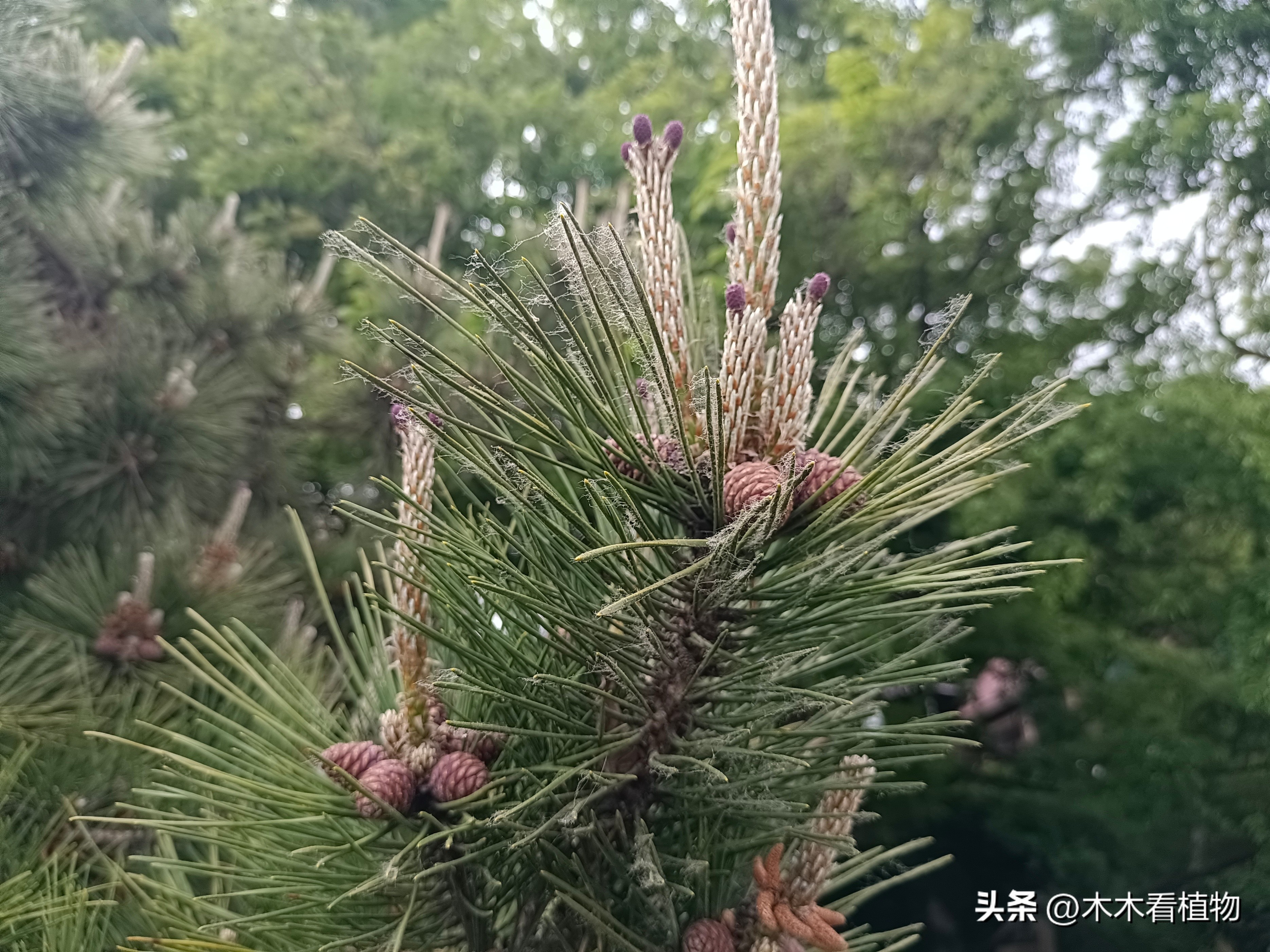 一颗迷人的松果,美丽松果