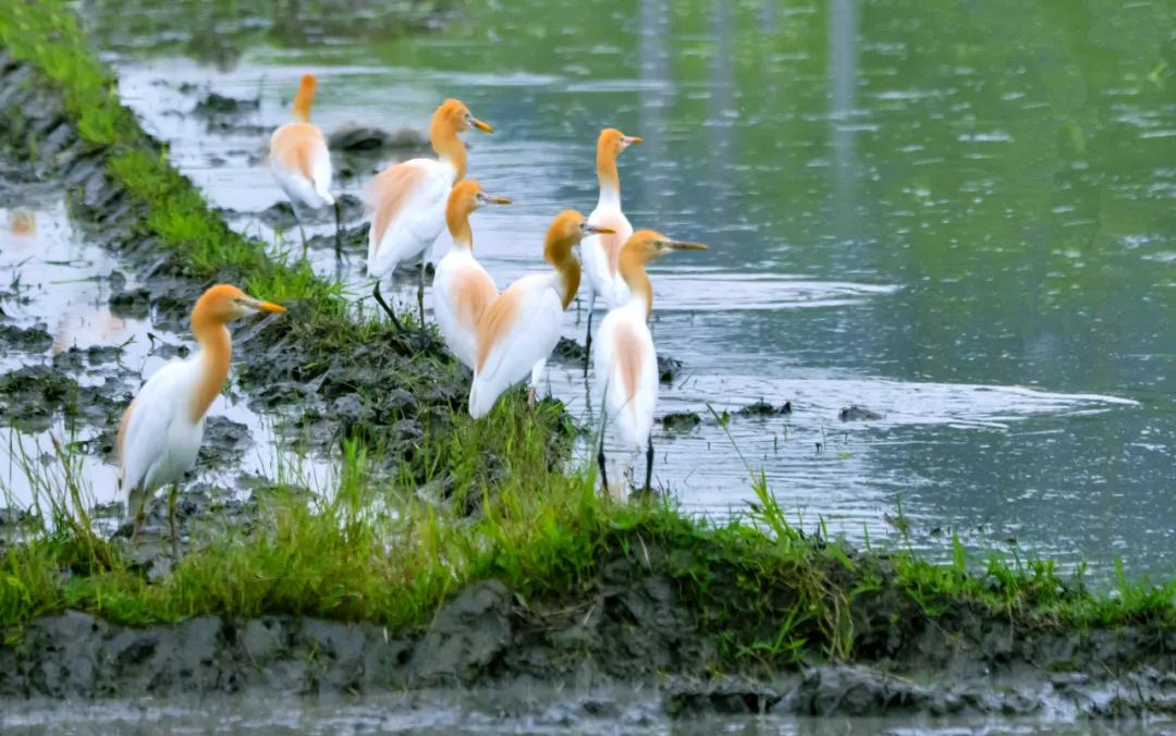 浙江十大公路自驾,浙江神仙居自驾游2-3天推荐