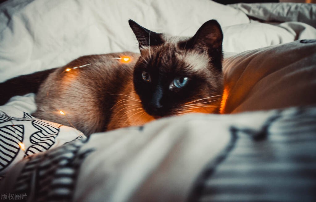 10大常见品种猫优缺点,新手必备的十种品种猫