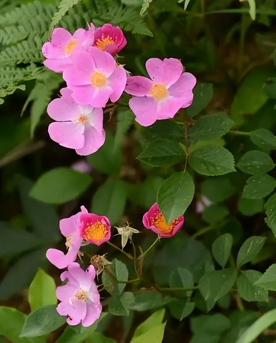 七夕卖玫瑰花要准备什么,七夕买红玫瑰还是彩色玫瑰