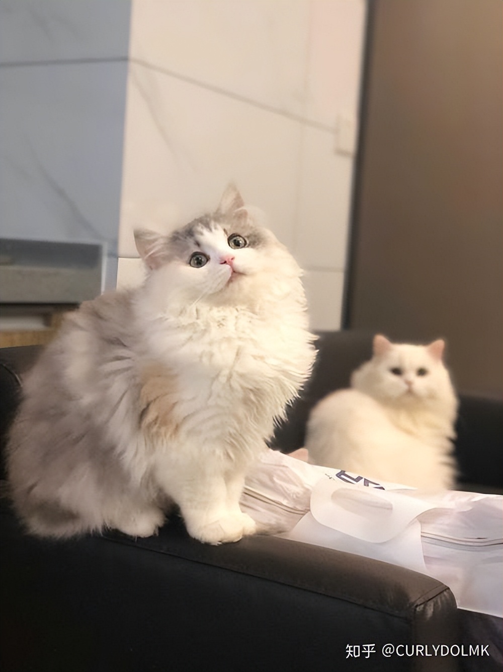 这三种猫不建议养,城市套路太多了实在防不胜防