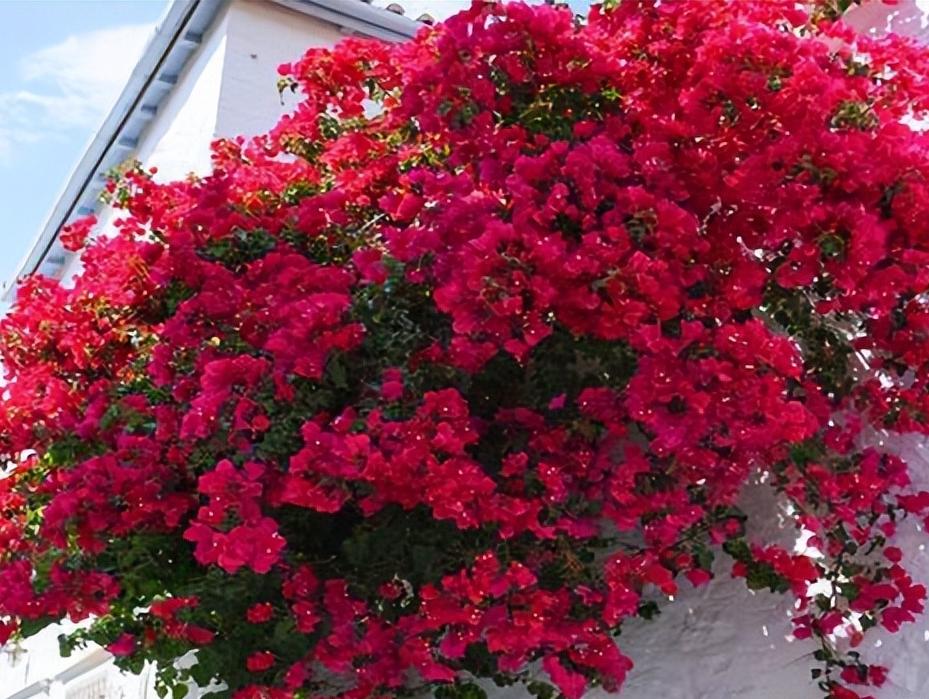 院子种2棵巴西进口花，花开似海，风景独特，美不胜收