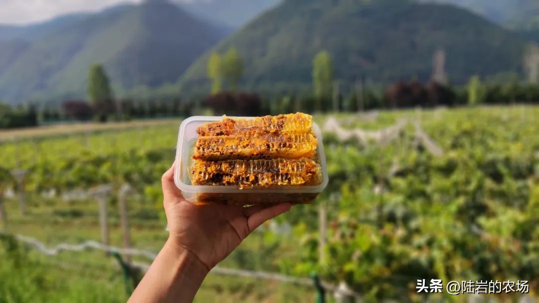 盘点市面五种常见蜂巢