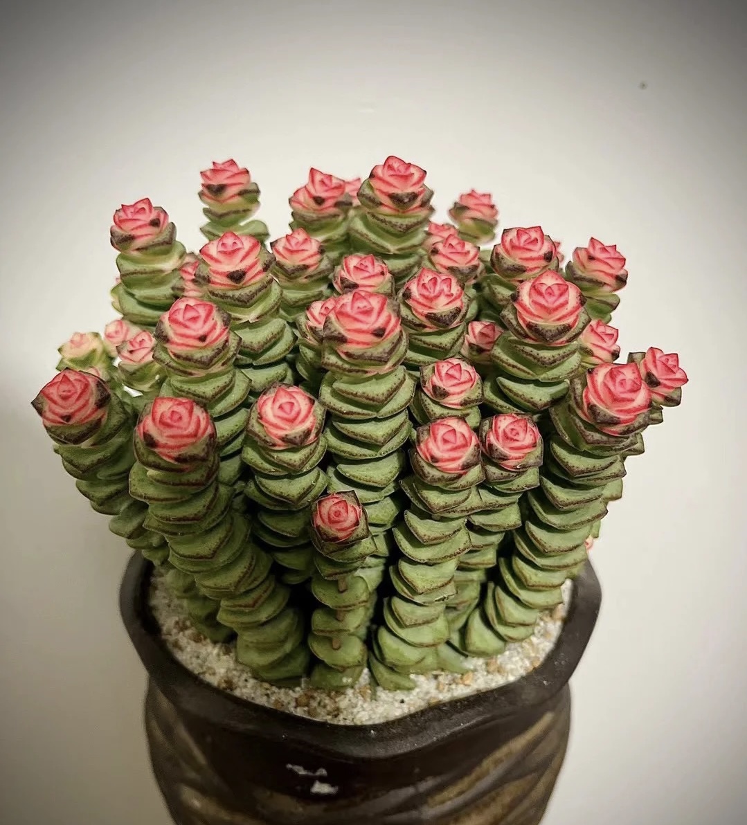 办公室书桌摆什么花好风水,办公室摆旺事业植物最好