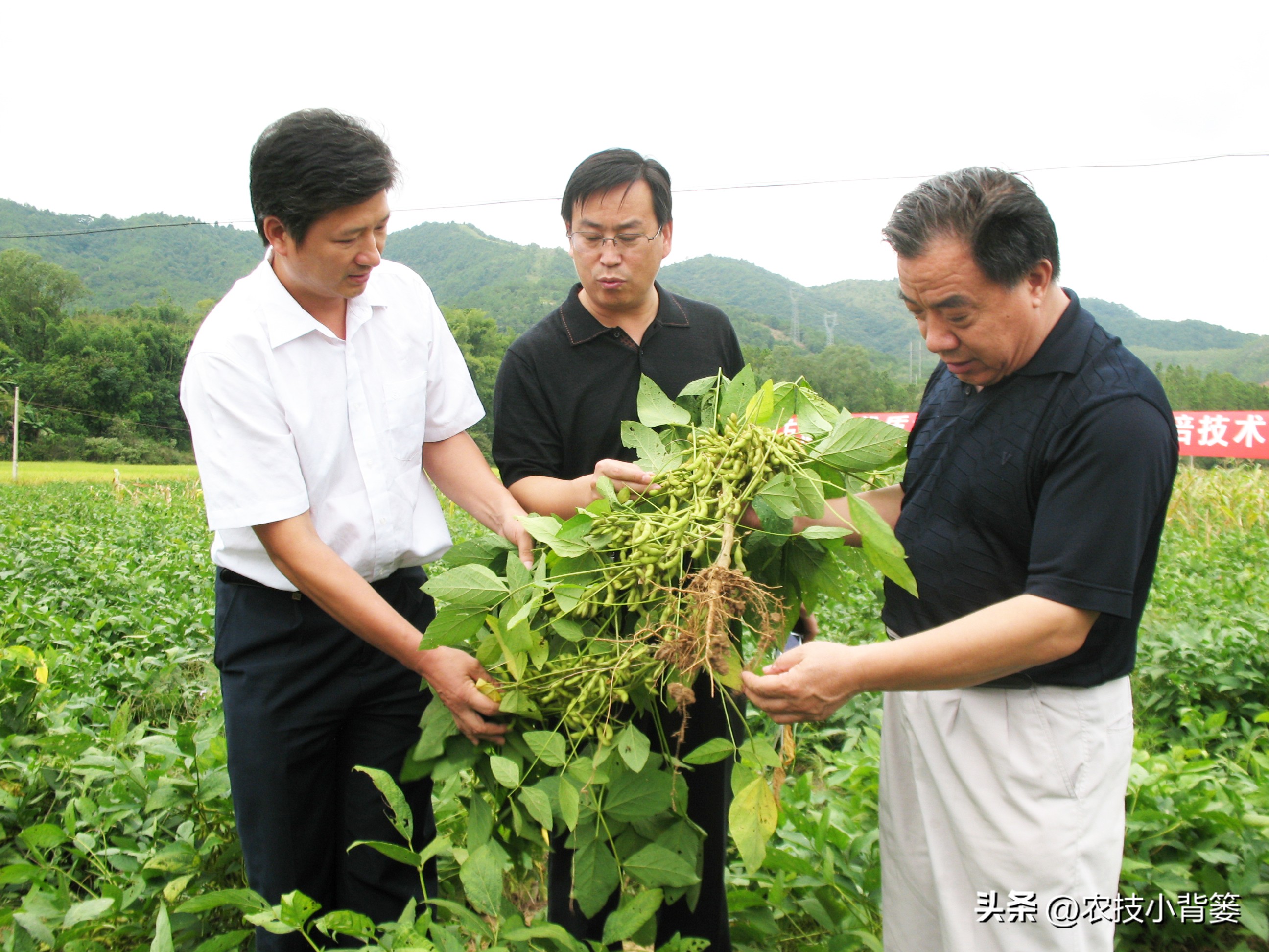 一招教你辨别真菌性病害,作物细菌真菌病毒轻松辨别