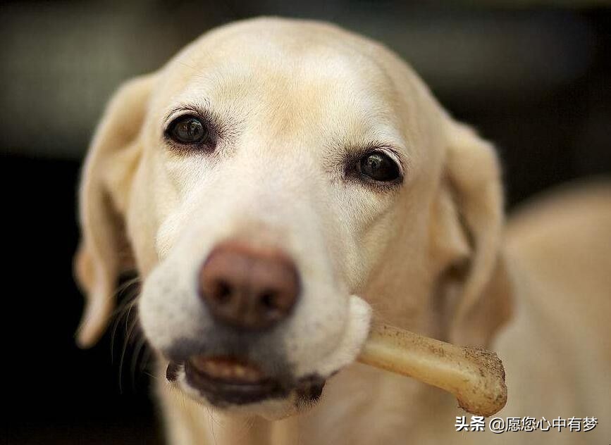 宠物消毒剂对狗狗有没有影响,狗狗消毒液对狗有害吗