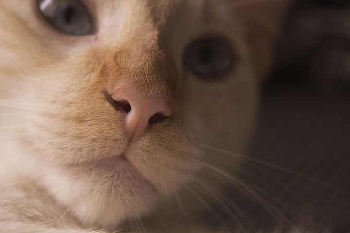 刚刚出生的猫打嗝怎么办,猫总是像打嗝一样怎么回事