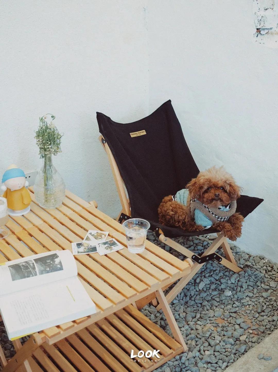 宠物和春天都不可以辜负！北京这6家宠物友好店，随时都能带着自家“毛孩子”去玩