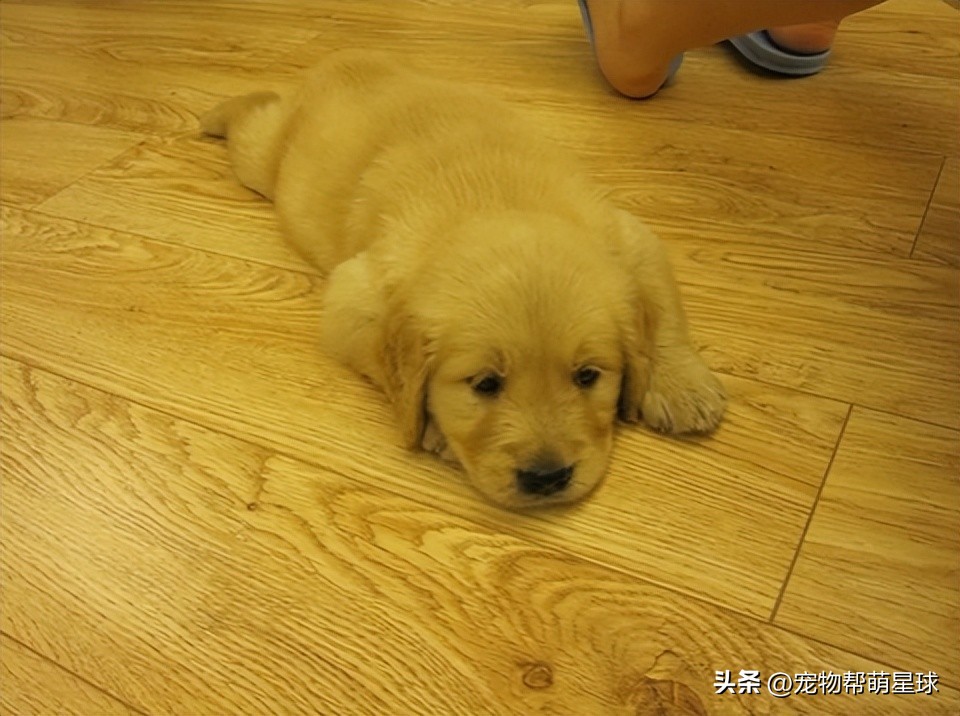 如果有一天，我的宠物不在了，怎么办？