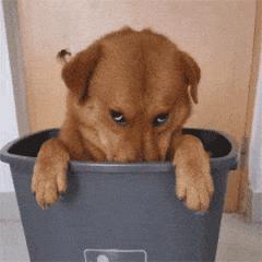 适合家养的狗小型犬温顺,杀伤性大性格温顺的狗有哪些