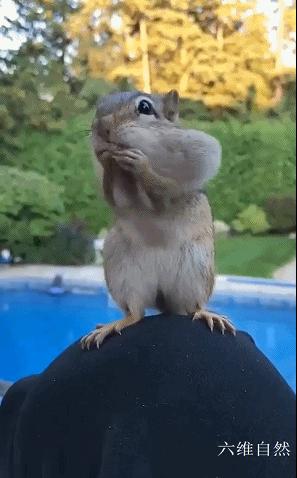 花栗鼠吃不吃瓜子,花栗鼠为什么吃花生