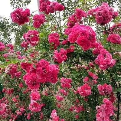 月季品种醉花,月季品种大全及图片欣赏