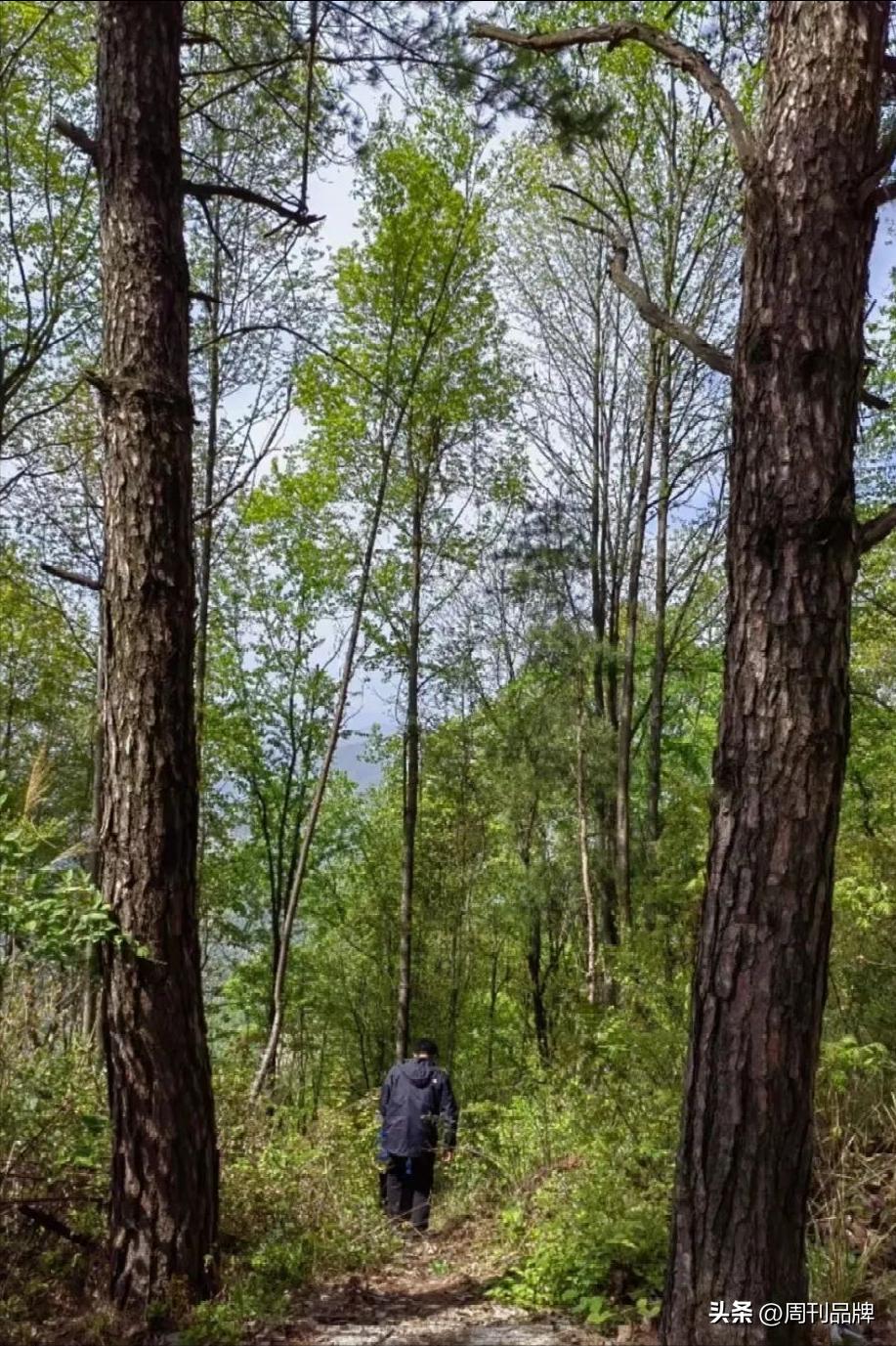 诸暨千年茶树王,走进古树茶王
