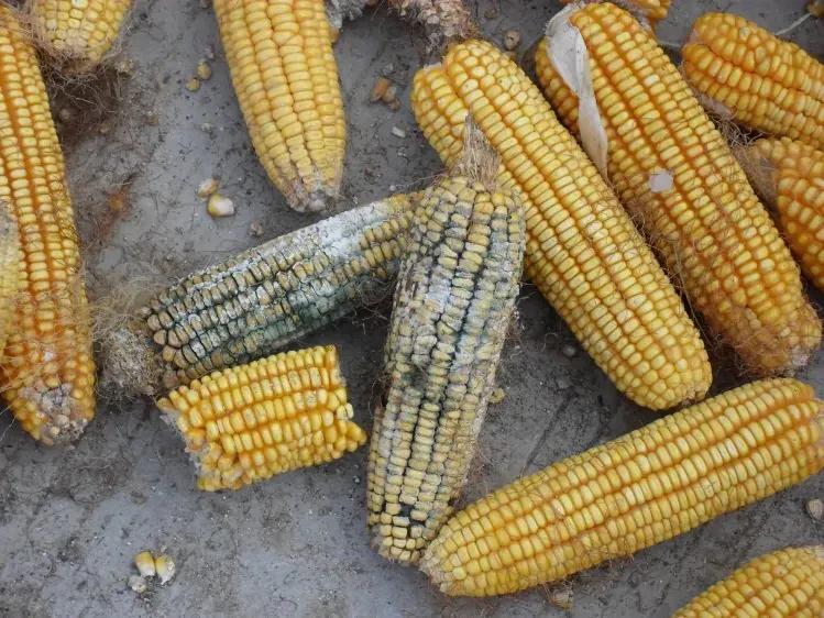 脱霉剂产品种类繁多你买对了吗,脱霉剂怎么区别好与差