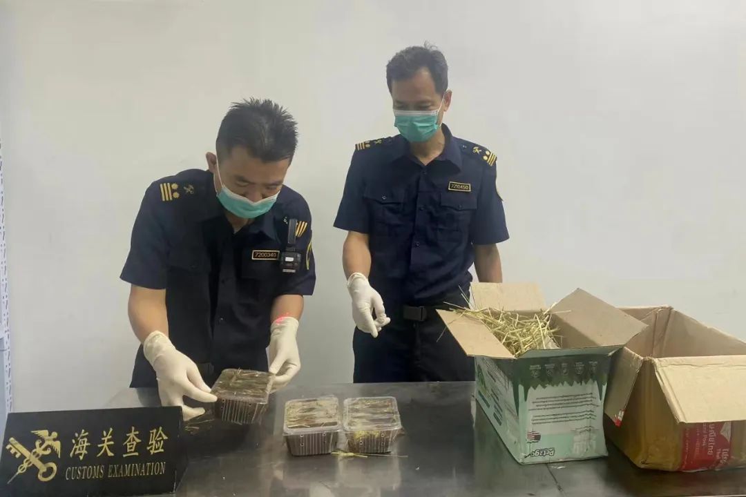 蛙泳教学,蛙莫言