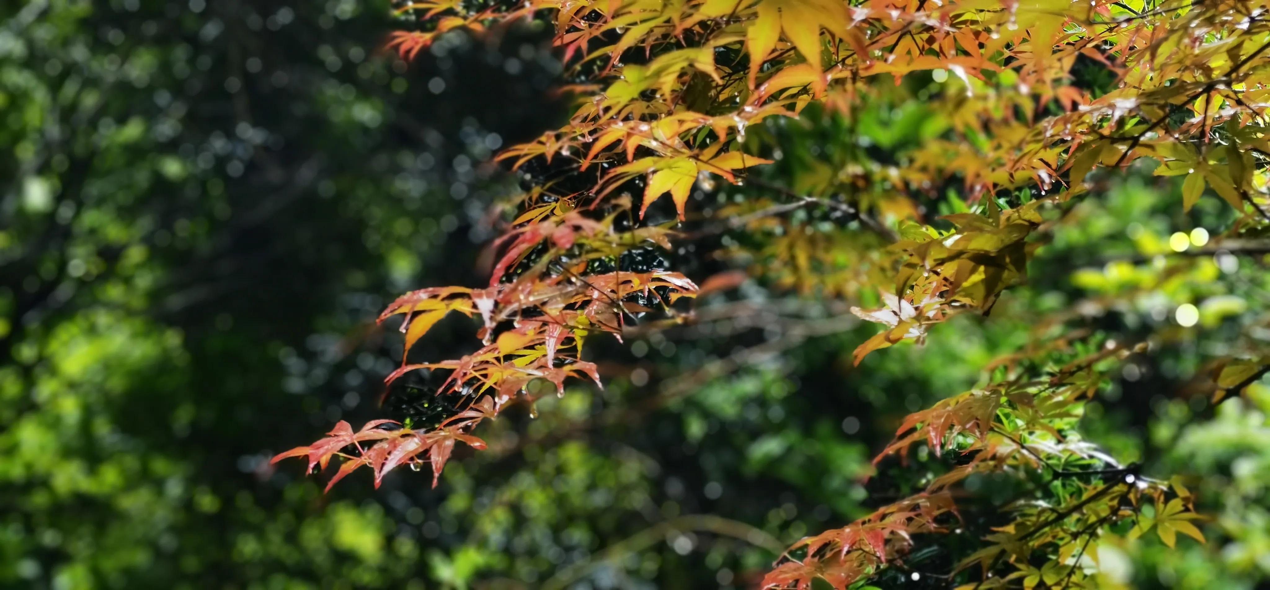浏阳大围山森林公园浏阳河源头,大围山杜鹃花在哪个景点看