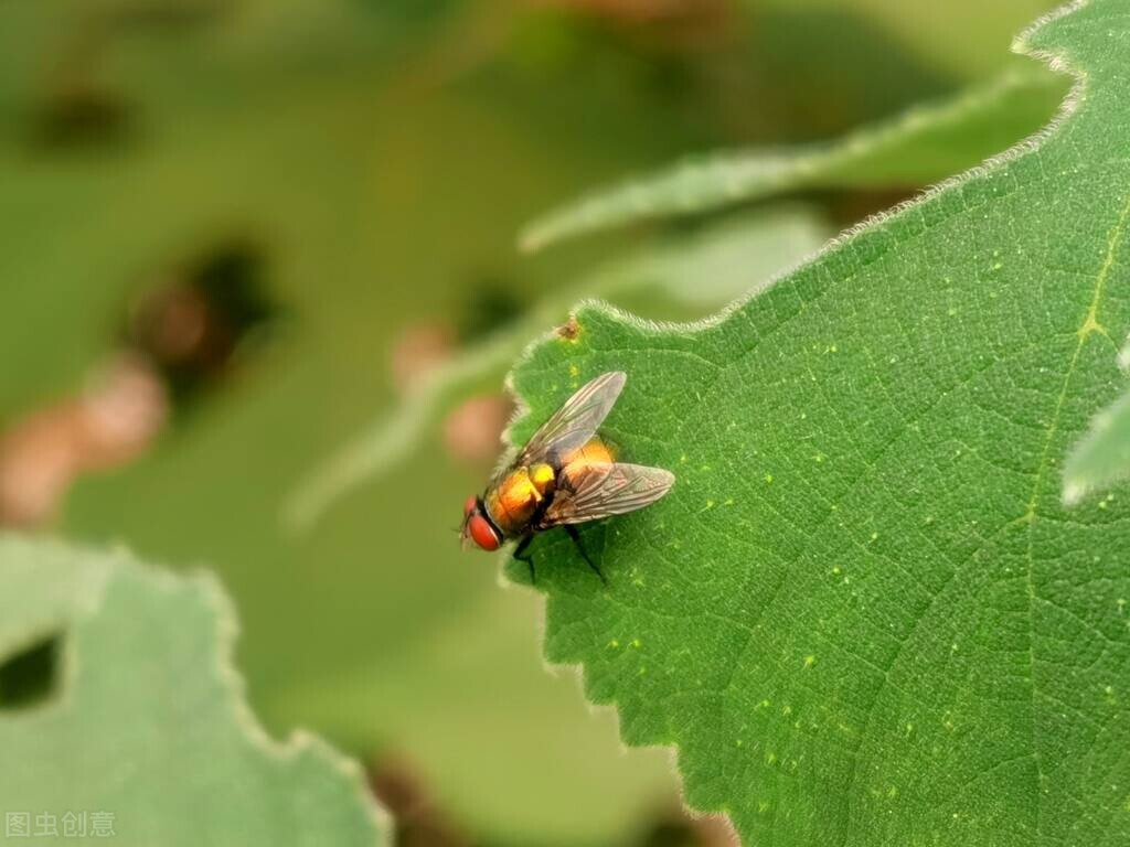 家里有苍蝇怎么消灭最有效方法,灭苍蝇小妙招大全100种