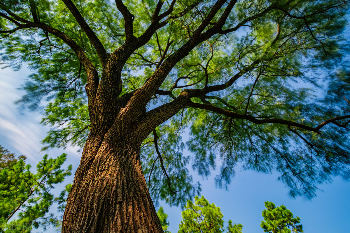 上海市区森林秘境,上海这些景区值得一去