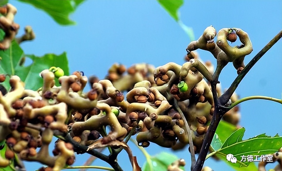 小时侯吃过的拐椒，为啥记忆是那样香甜