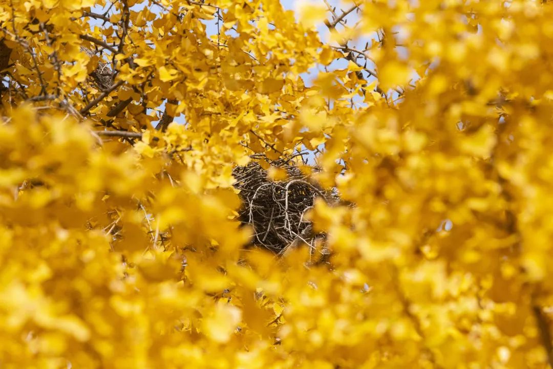 为啥乌鸦不敢招惹喜鹊,喜鹊凶猛