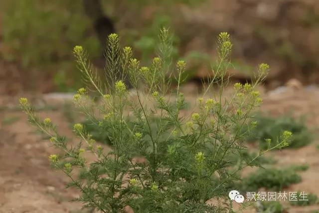 草坪杂草的防除方法,草坪杂草的物理防除
