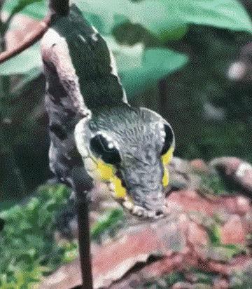 动物趣图2016,动物趣图视频大全