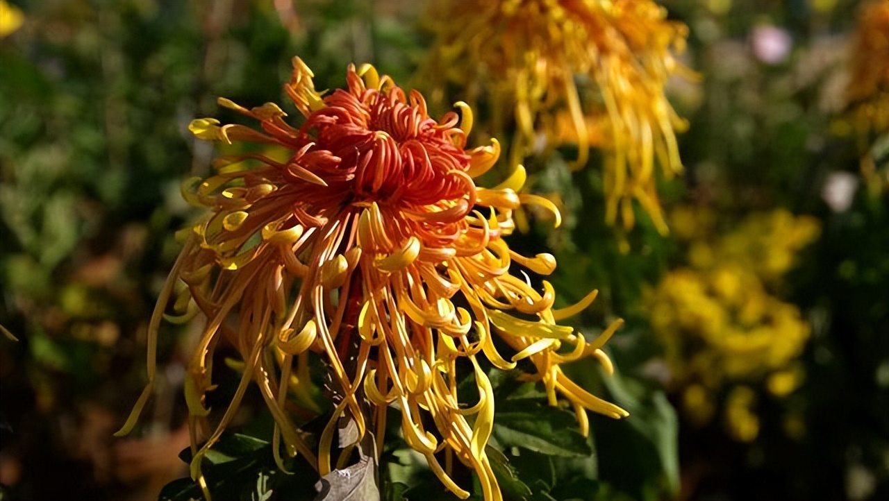 十二首咏菊诗,最有深意的咏菊诗句