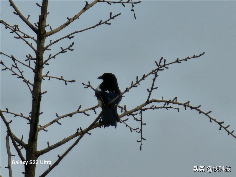 三星galaxys22超大杯,三星galaxys23ultra湖屿蓝评测