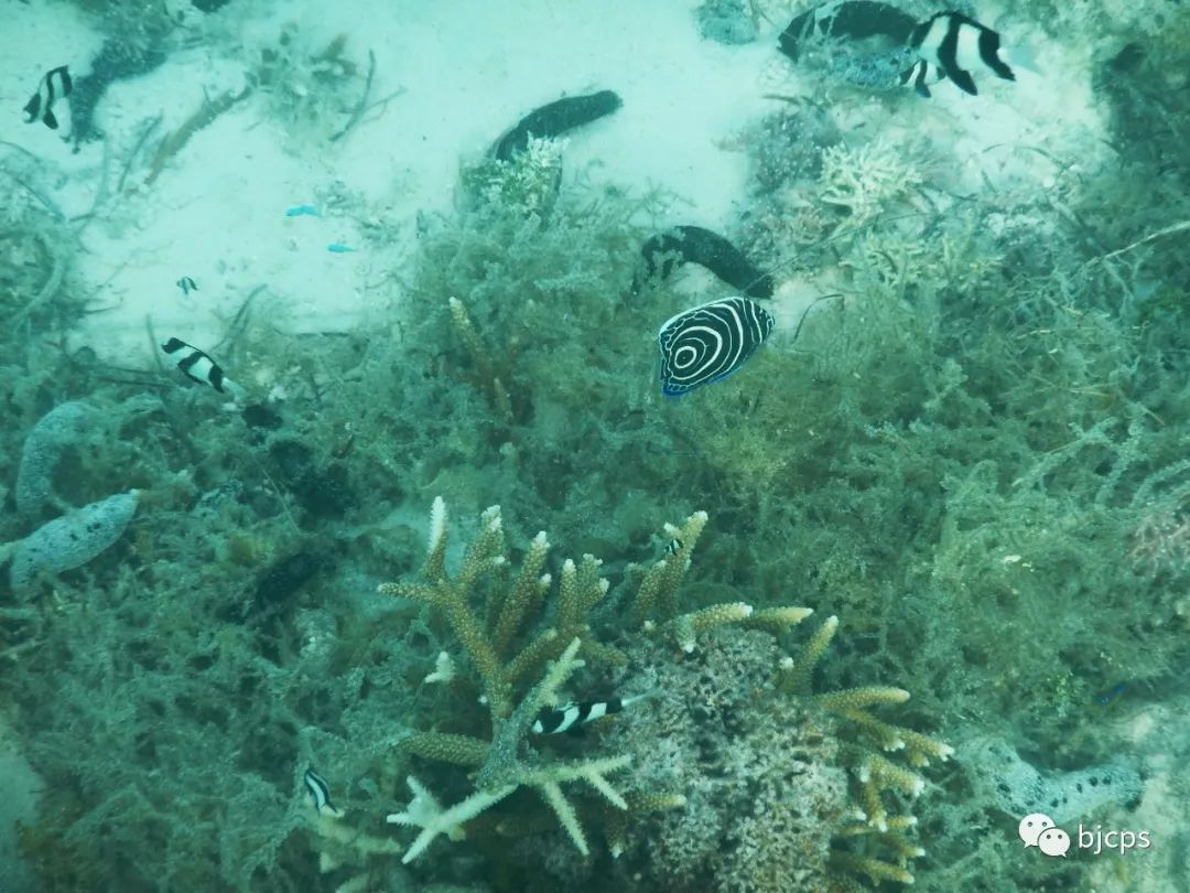 塞班岛为什么免签,塞班岛免签政策45天还是14天