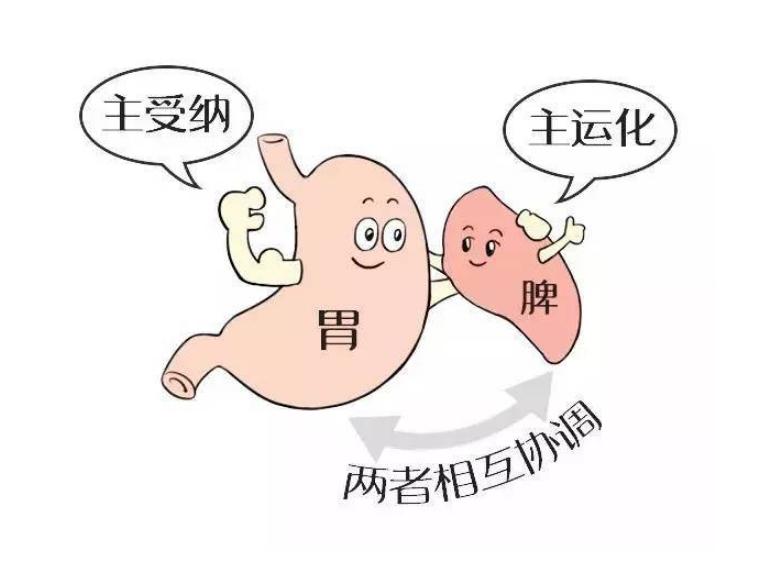 脾胃虚弱用归脾丸还是逍遥丸？中医一次说清