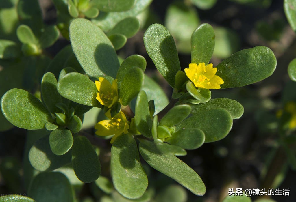 农村遍地都是宝农村的野菜挖不完,农村不要钱的野菜有哪些