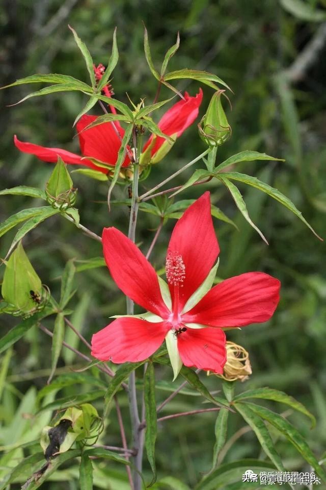 花有手掌大，能开半年，是污水治理的能手，还是绿化工程的香饽饽
