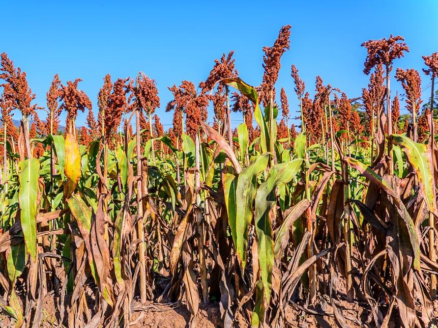 为什么懂喝酒的人不喝海之蓝,江苏人喝不喝剑南春