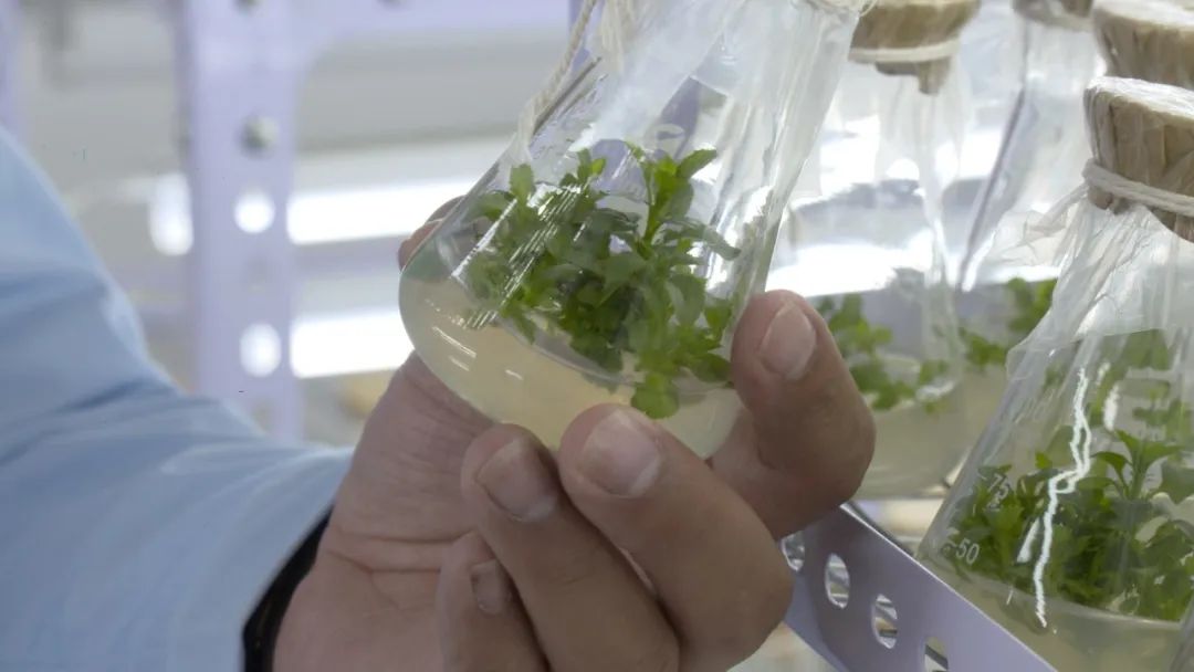 2022乡村振兴扶持项目方案,2023年乡村振兴项目补贴申报指南